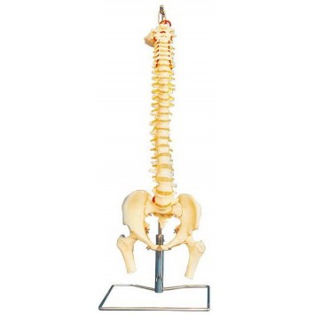 LIFE-SIZE HUMAN VERTEBRAL COLUMN WITH PELVIS & FEMUR HEADS (FLEXIBLE)